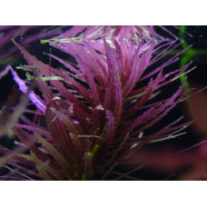 Limnophila Aromatica - Purple